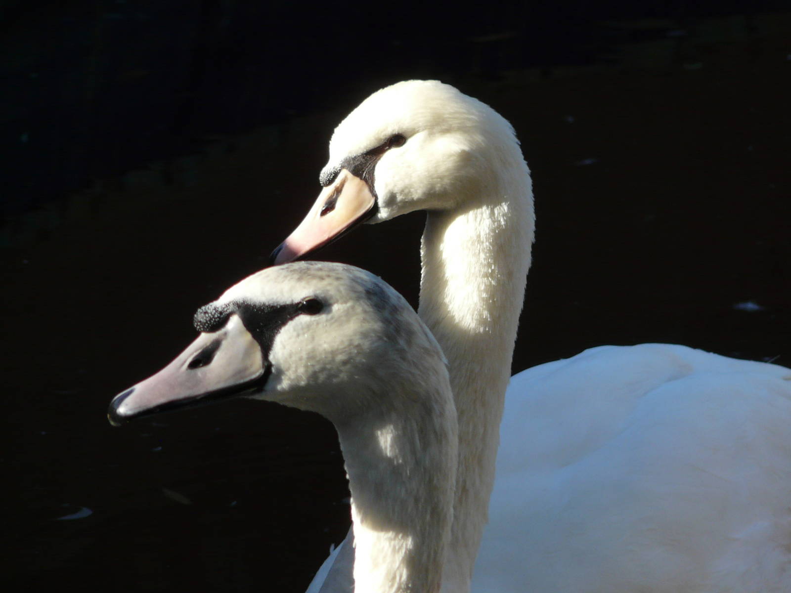 Mute swan / Cygnus olor
