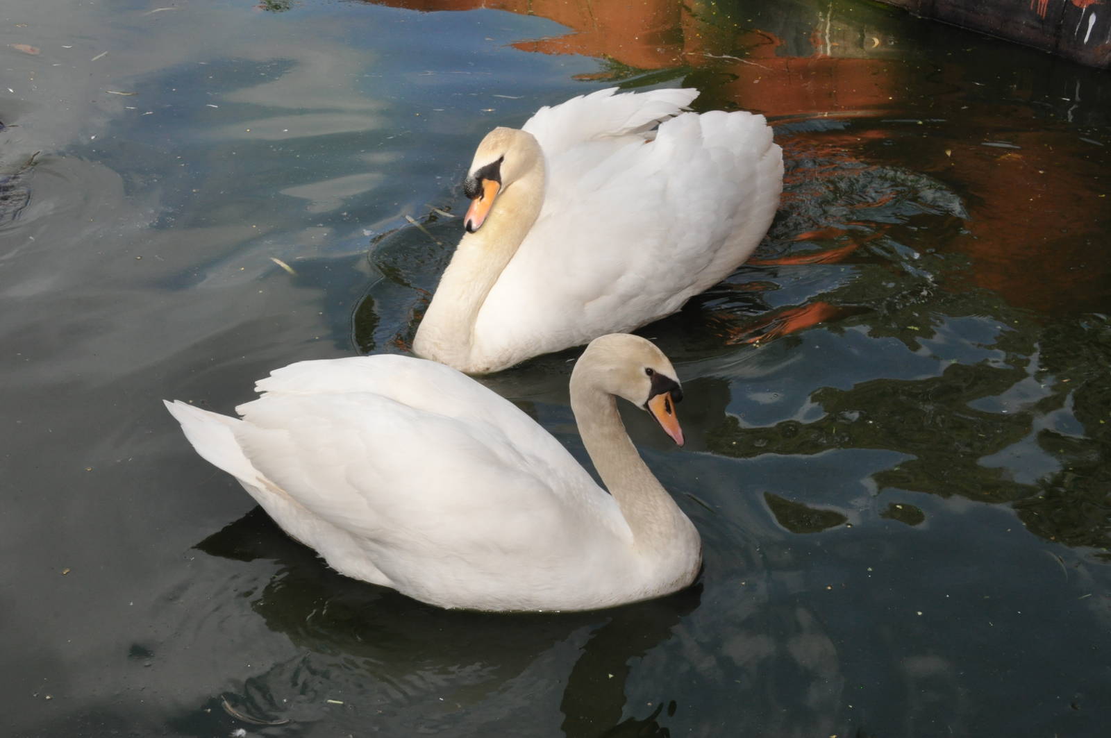 Mute swan/ Cygnus olor