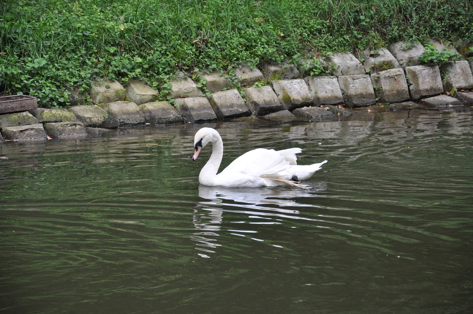 Mute swan/ Cygnus olor