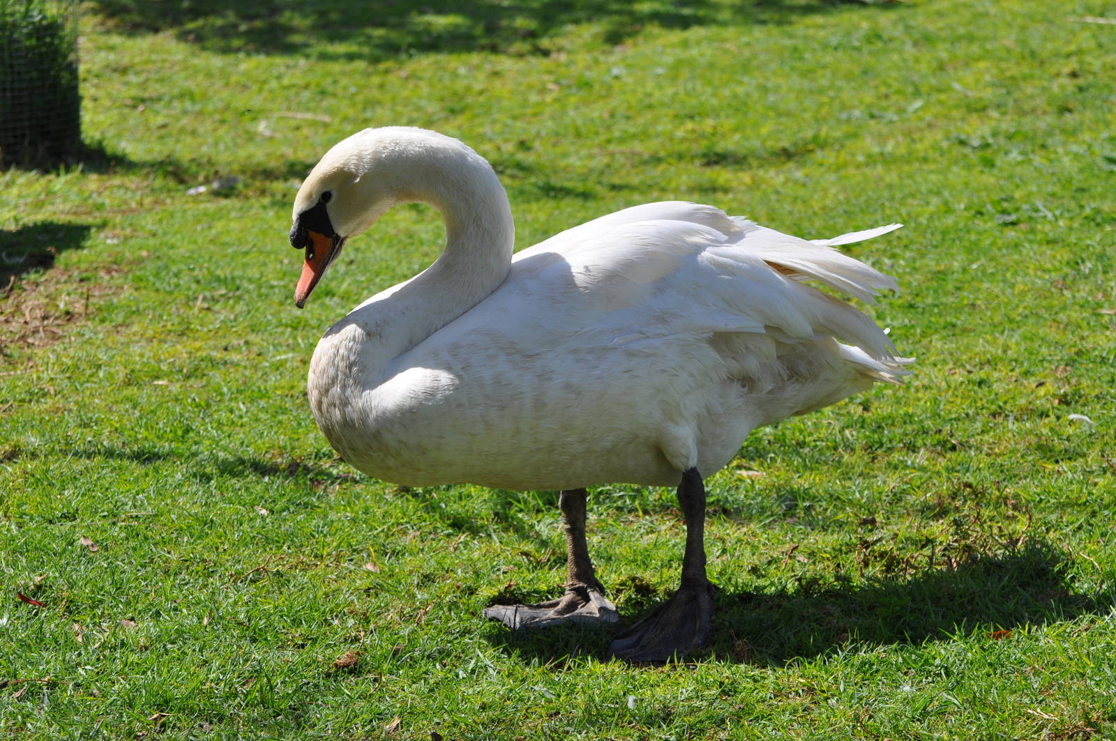 Mute swan/ Cygnus olor