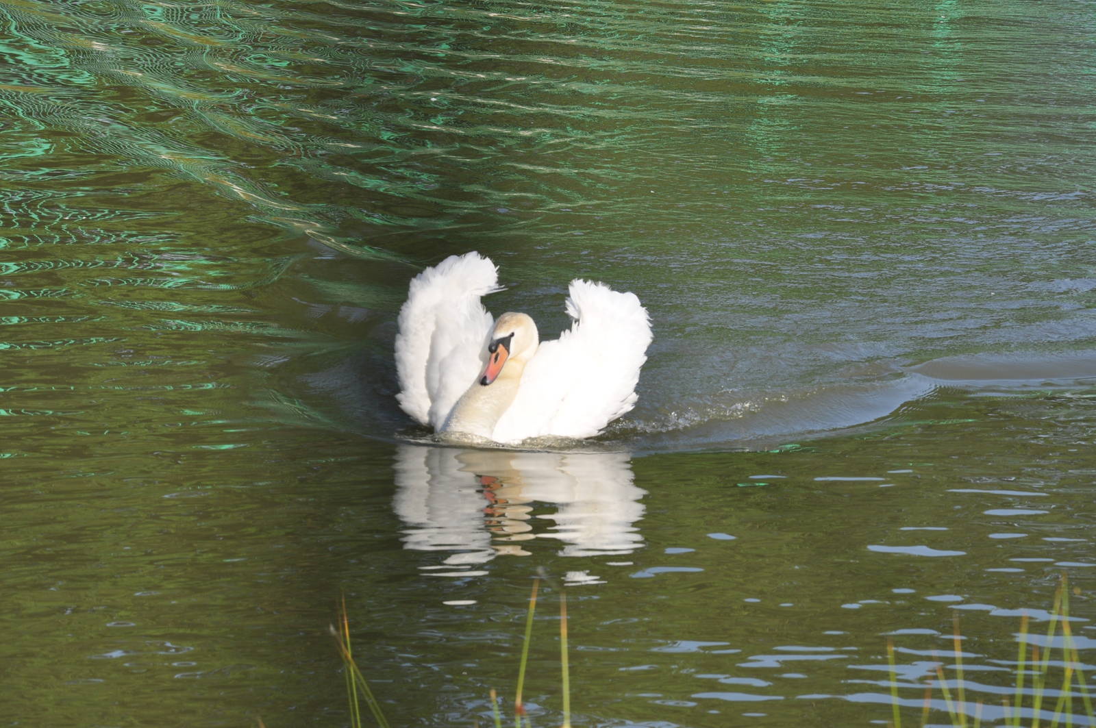 Mute swan/ Cygnus olor