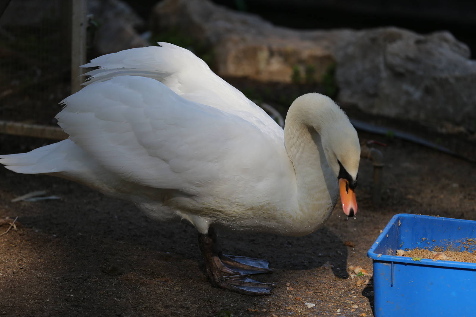 Mute swan/ Cygnus olor