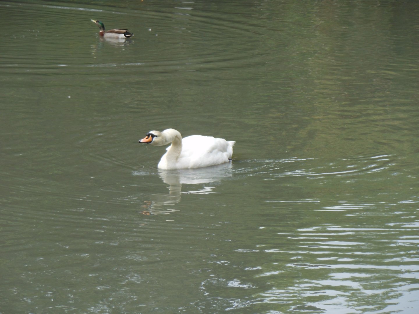 Mute Swan (Cygnus olor)