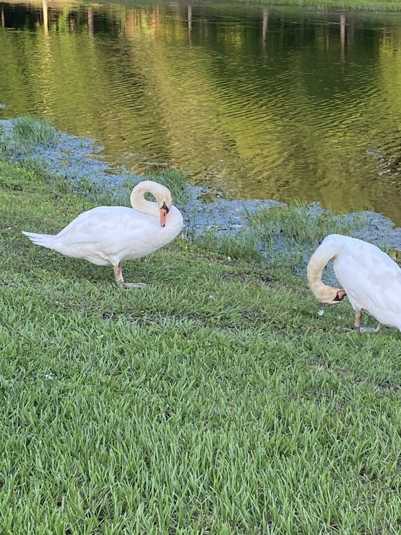Mute Swan (Cygnus olor)