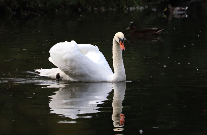Mute swan (Cygnus olor)