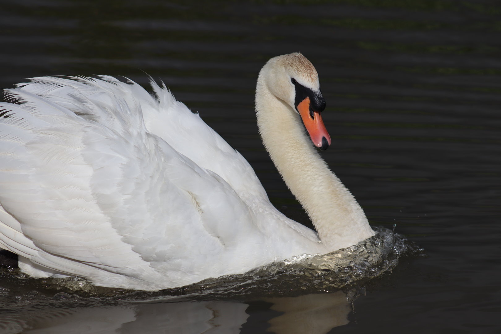 Mute Swan (Cygnus olor)