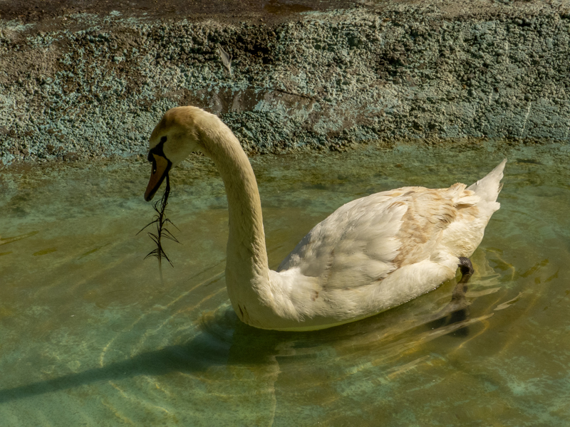 Mute swan (Cygnus olor)