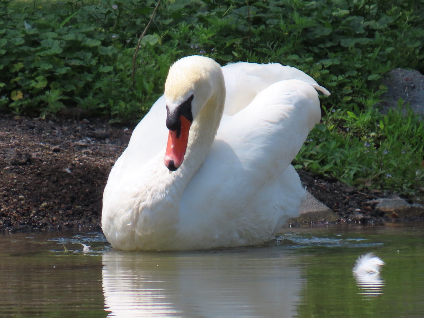 Mute Swan (Cygnus olor)