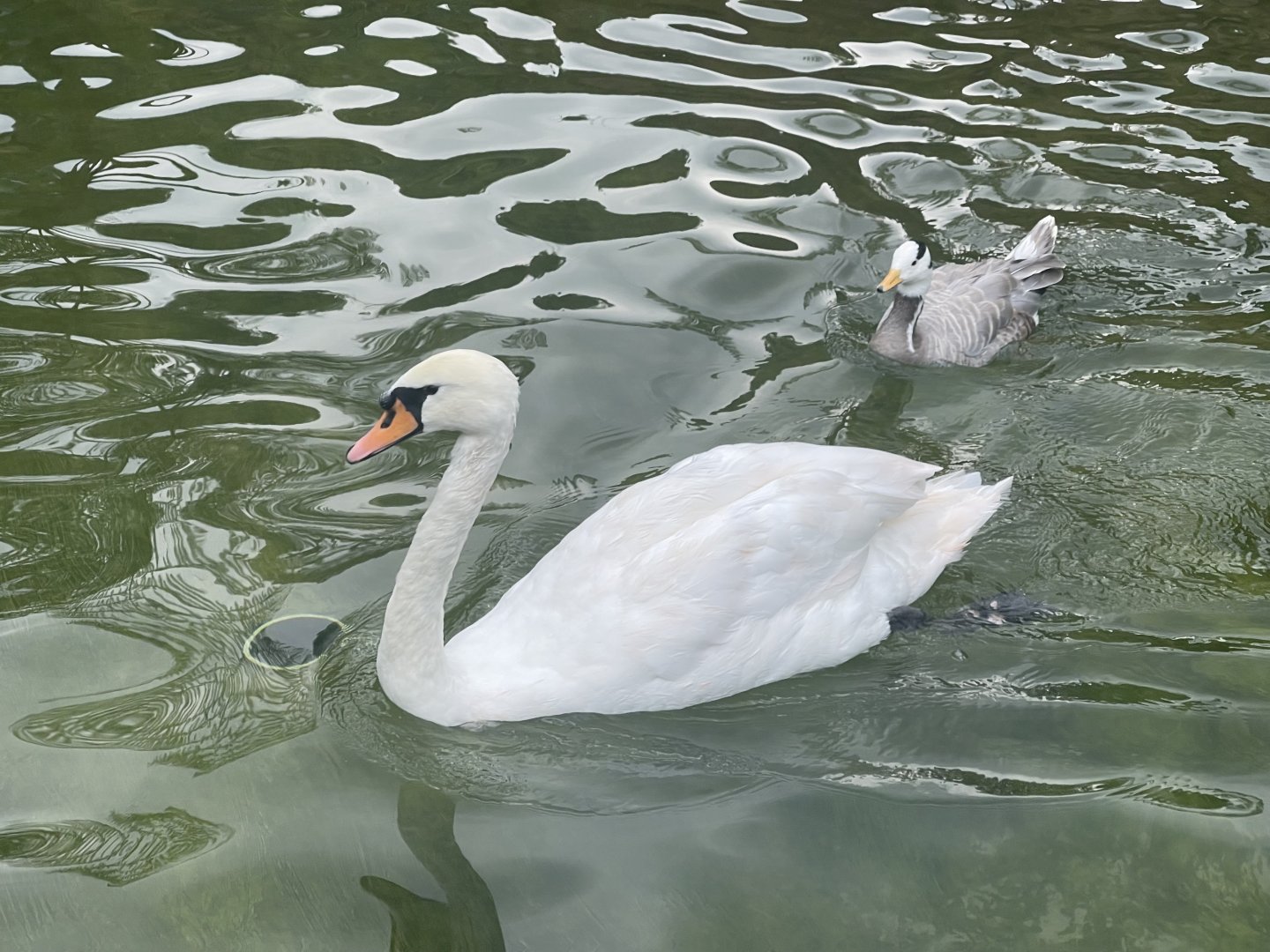 mute swan (cygnus olor)