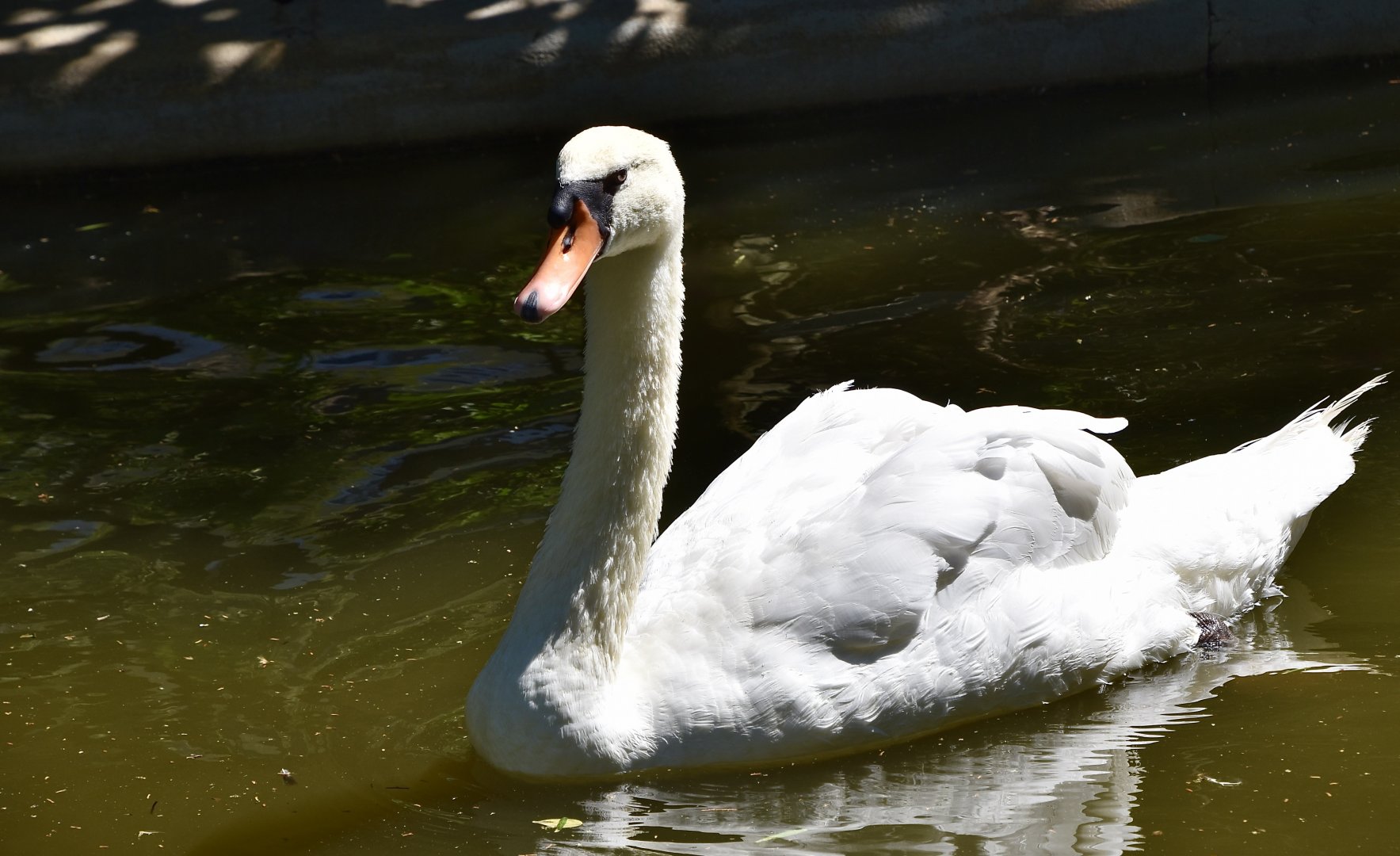 Mute Swan (Cygnus olor)