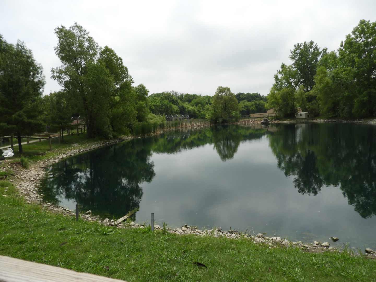 Mute Swan/Domestic Mallard pond - Indian Village - Animal Gardens Petting Zoo