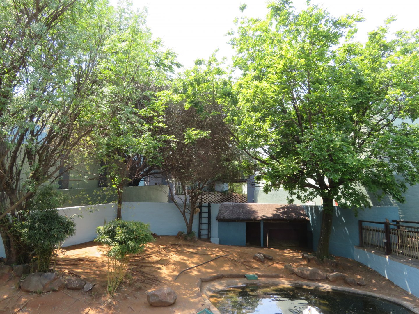 Mute Swan Enclosure (Cygnus olor)