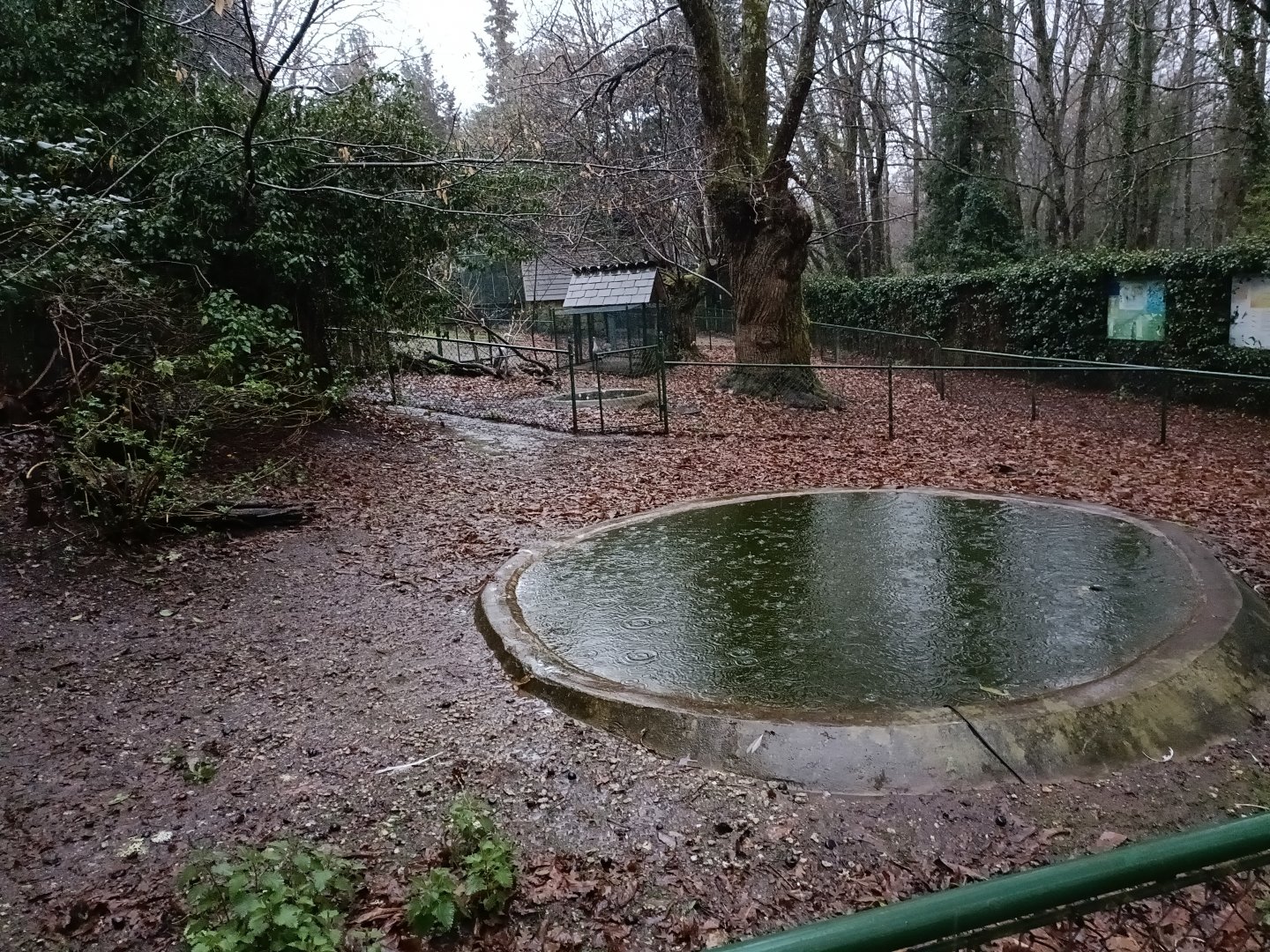Mute swan exhibit- Avifauna Lugo