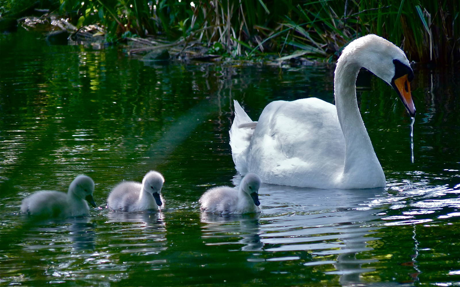 Mute Swan Family