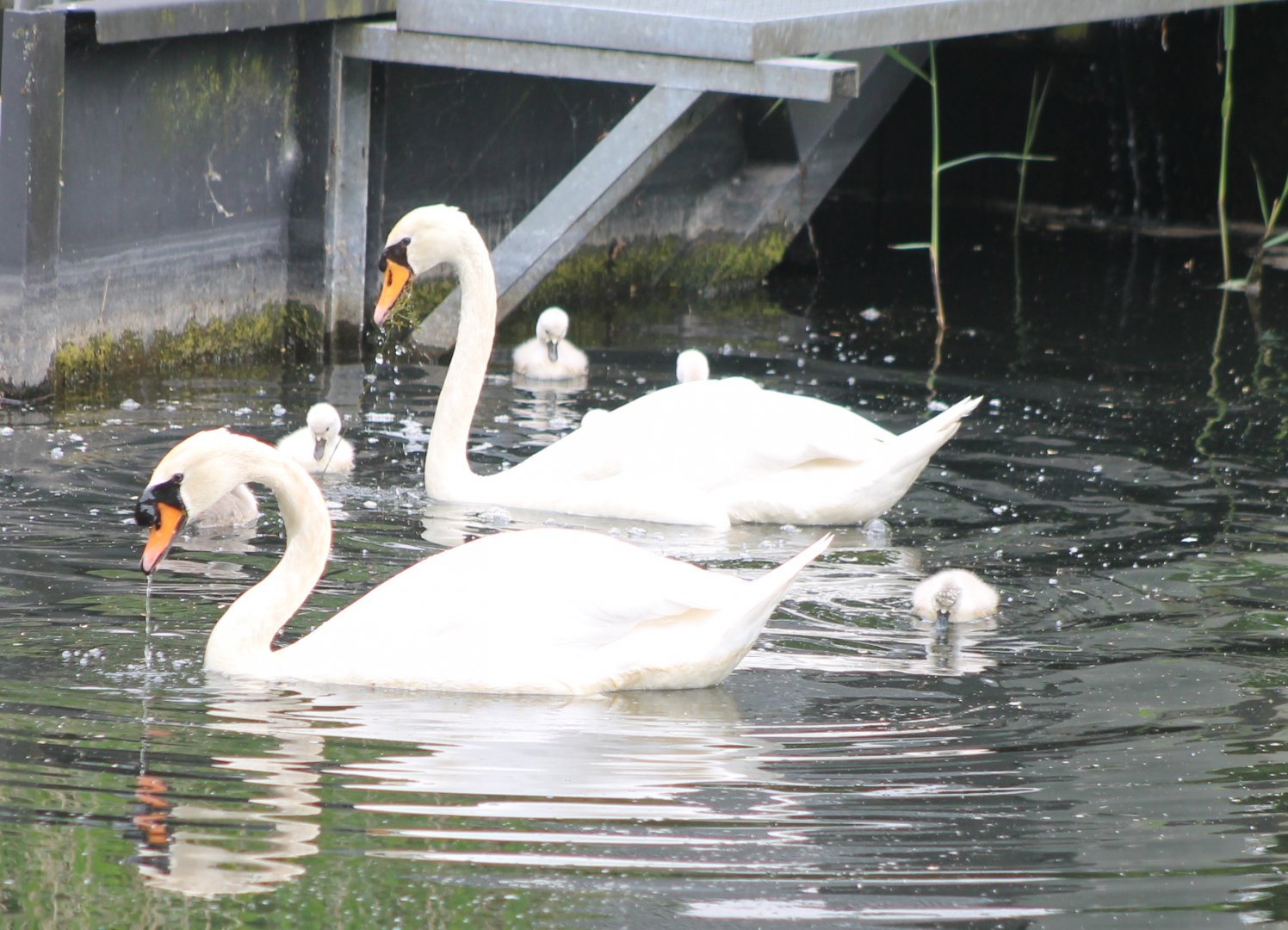 Mute swan-family