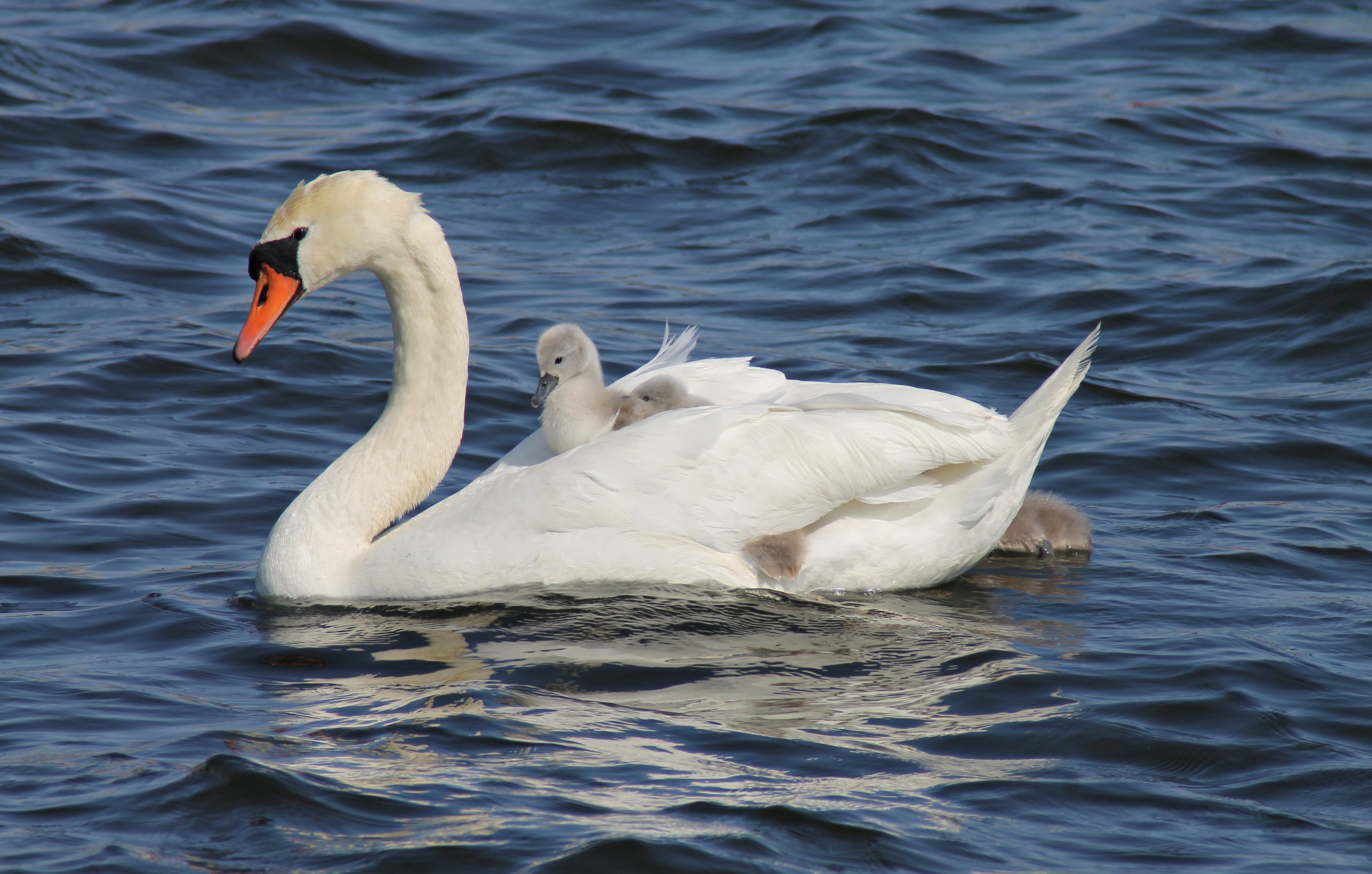 Mute swan female with her cygnets