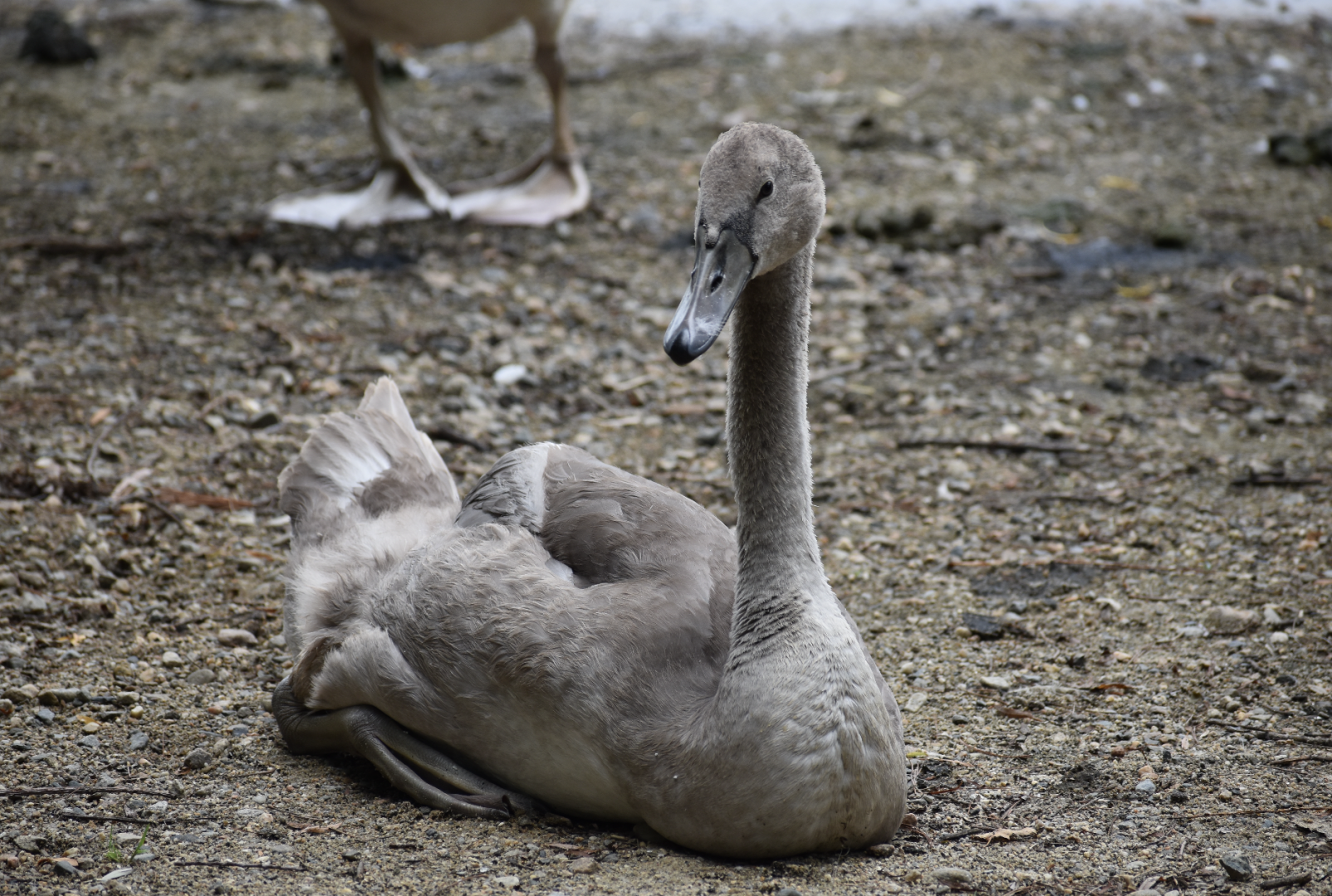 Mute Swan ~ Horn Pond, Massachusetts