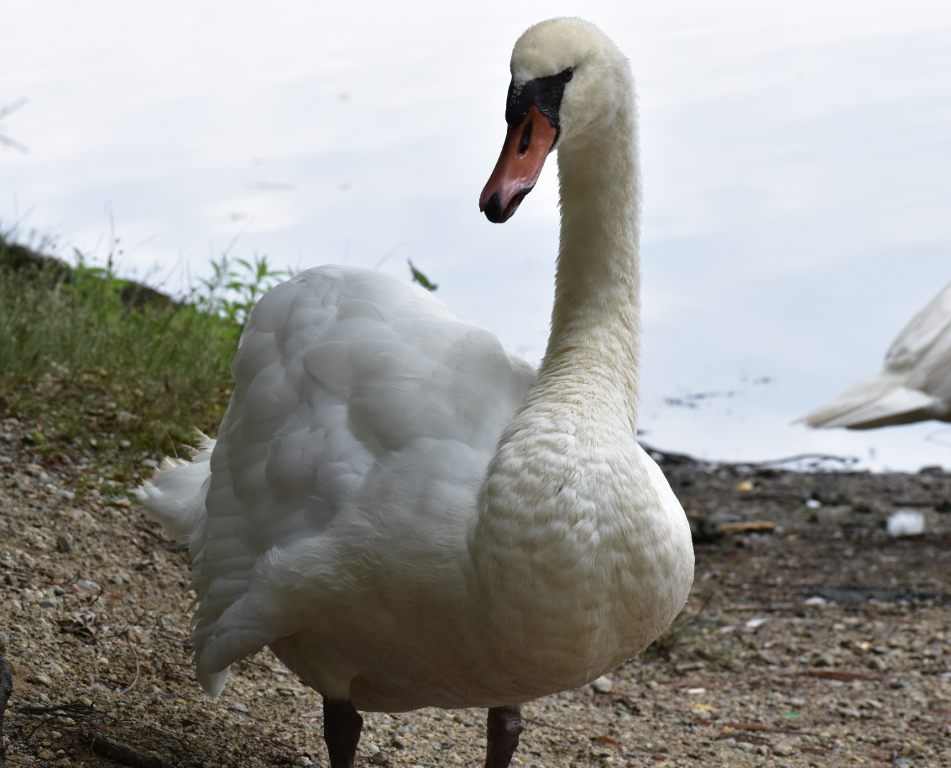 Mute Swan ~ Horn Pond, Massachusetts
