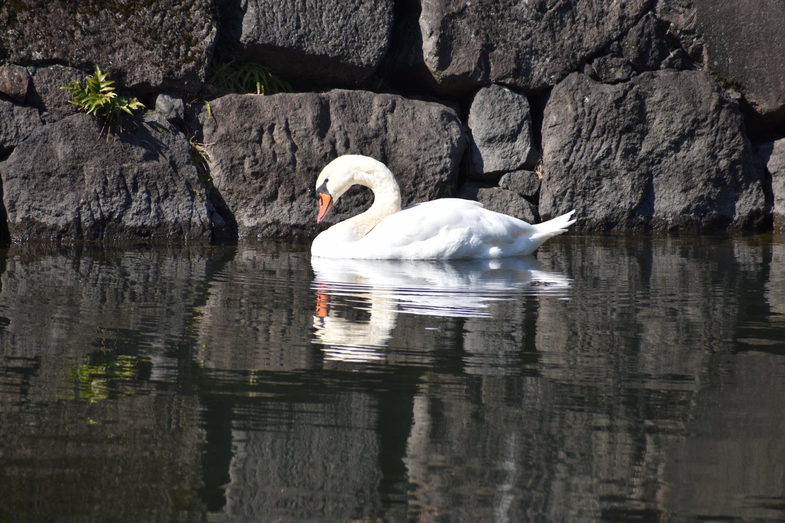 Mute Swan ~ Imperial Palace