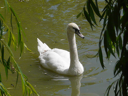 Mute Swan in Kishinev Zoo
