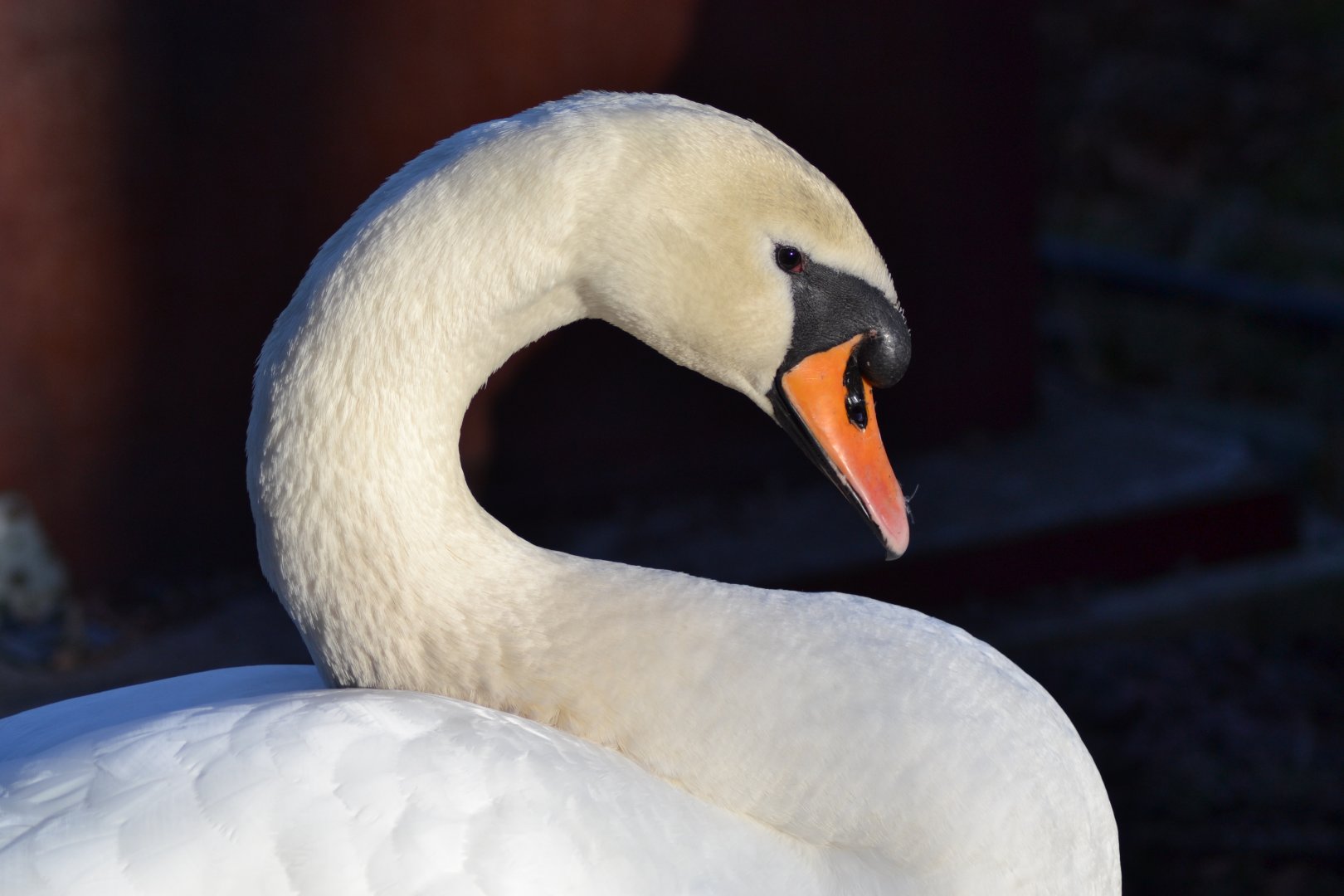 Mute swan in Slottsskogen