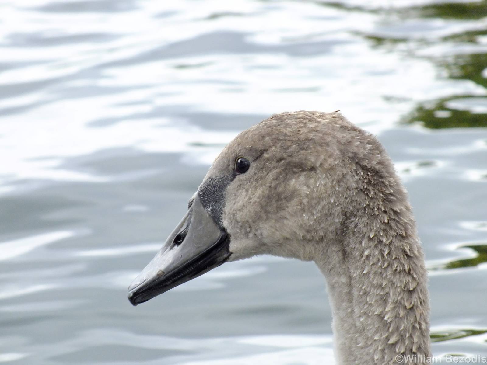 Mute Swan - Kingston-upon-Thames - 2013