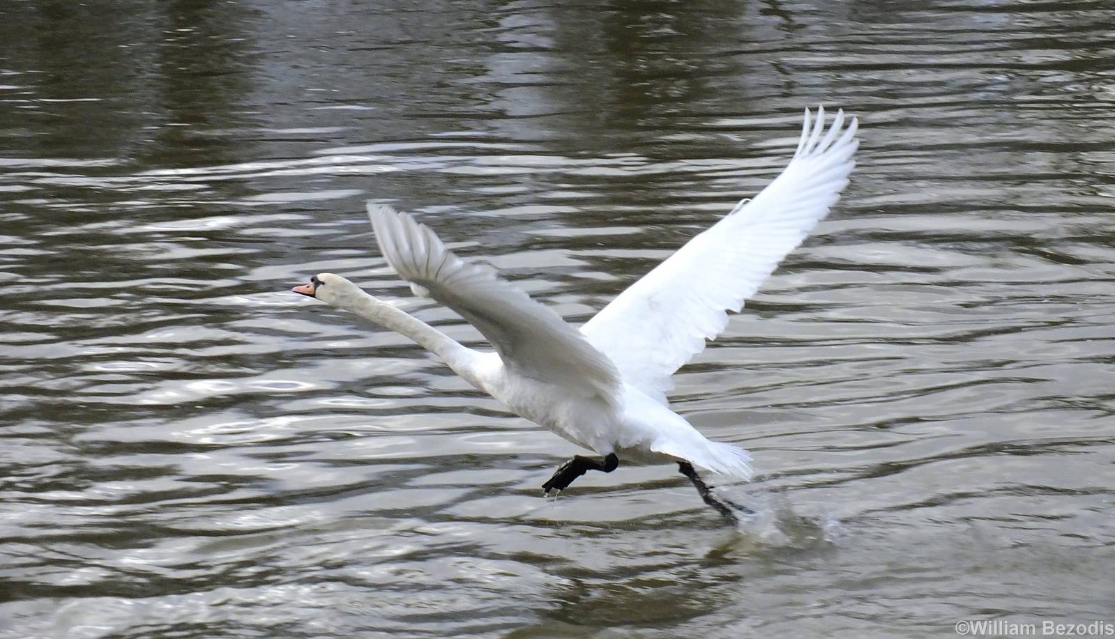 Mute Swan - Kingston-upon-Thames - 2013