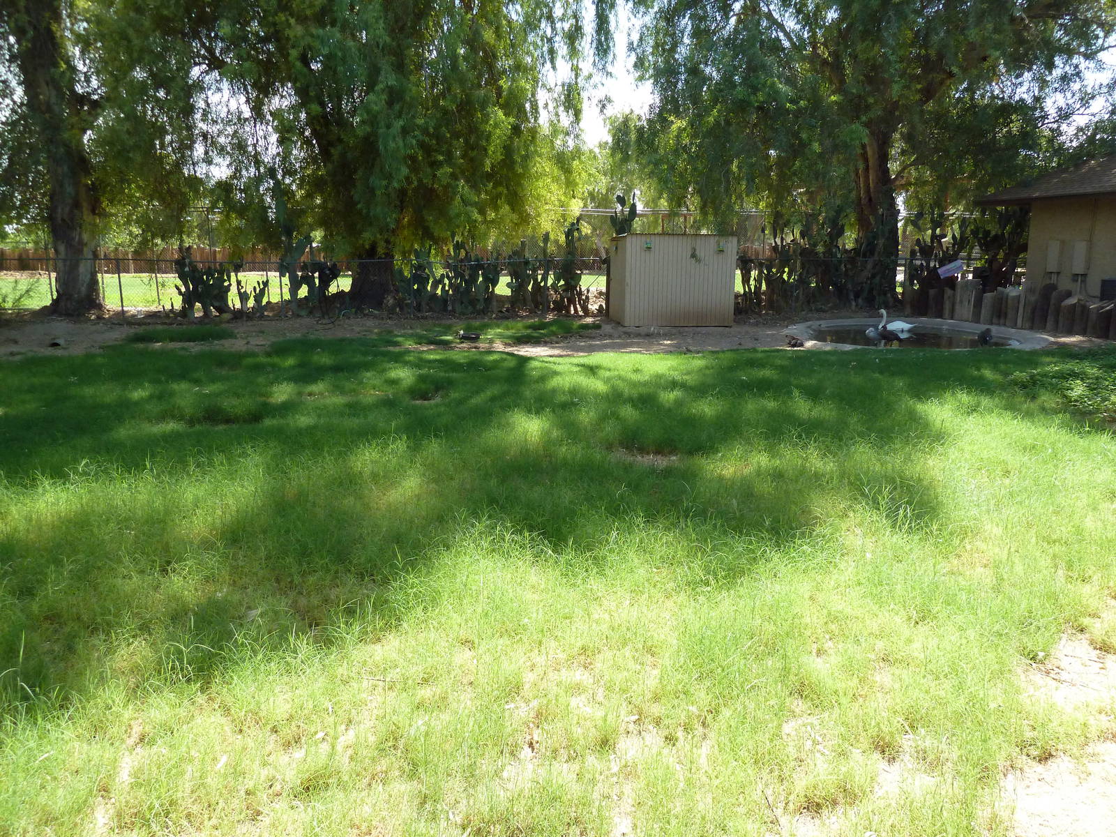 Mute Swan/Lesser Magellan Geese Exhibit