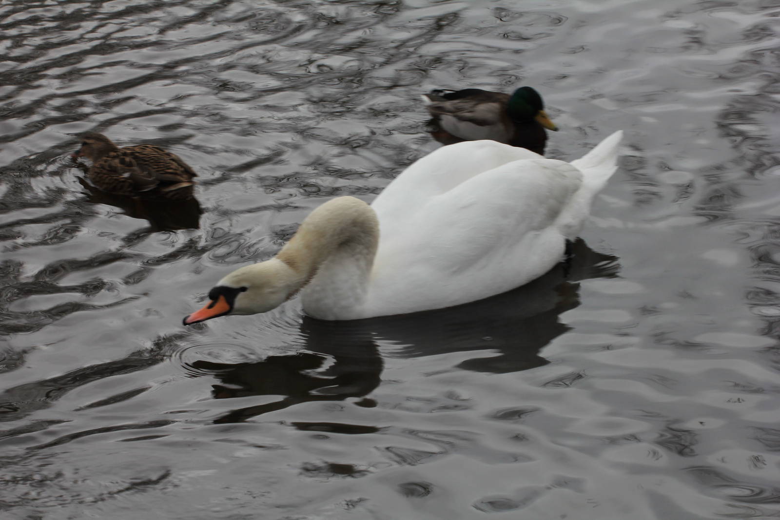 Mute Swan & Mallard