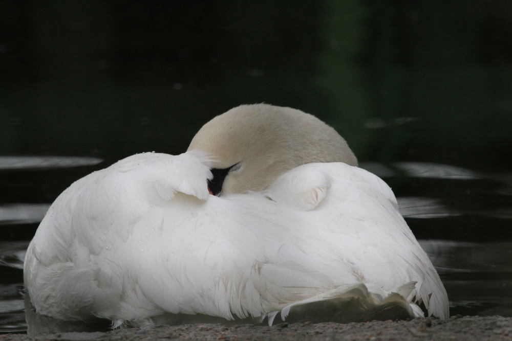 Mute swan(Mashhad zoo)