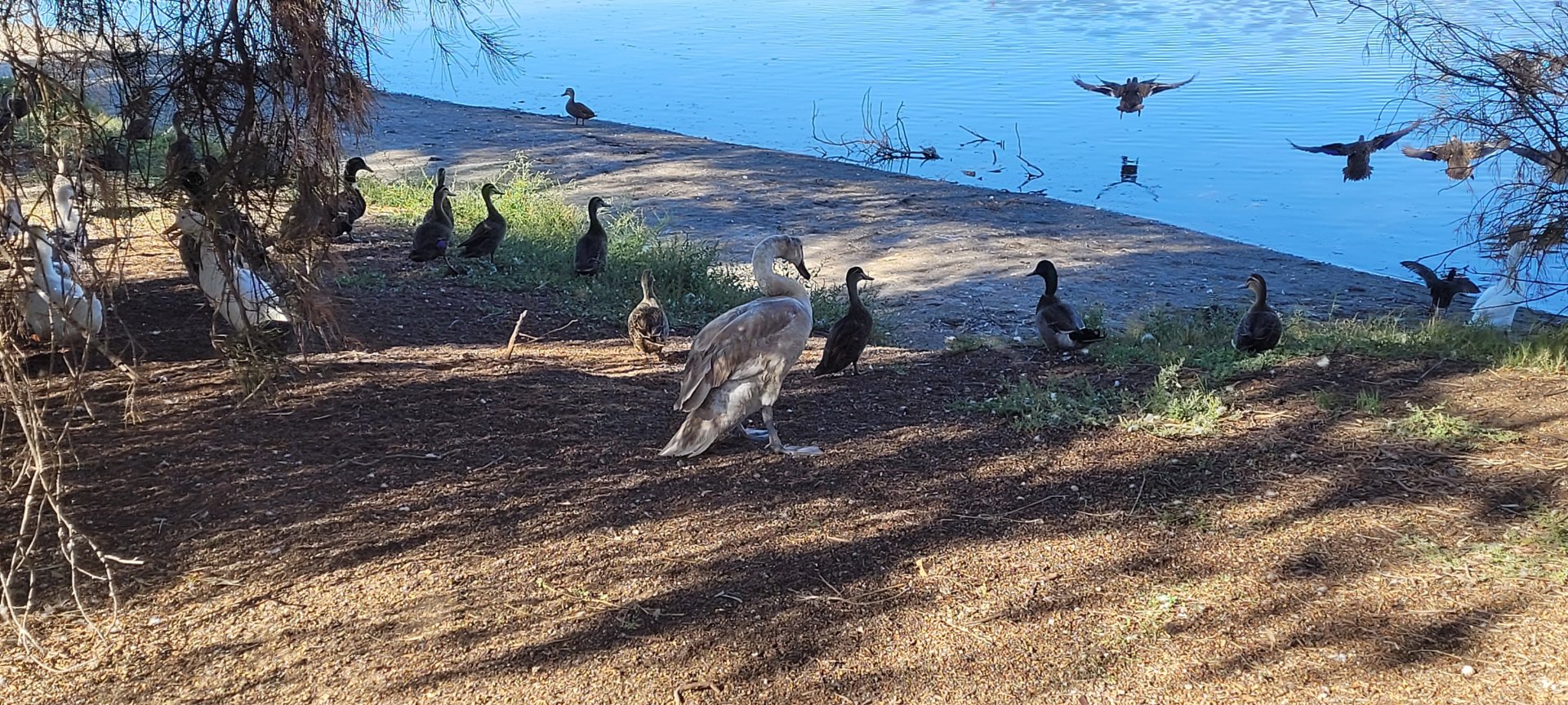 Mute Swan @ Northam - presumed young judging by its colour