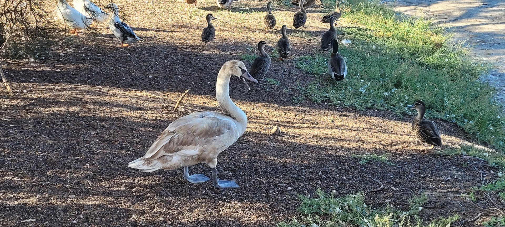 Mute Swan @ Northam - presumed young judging by its colour