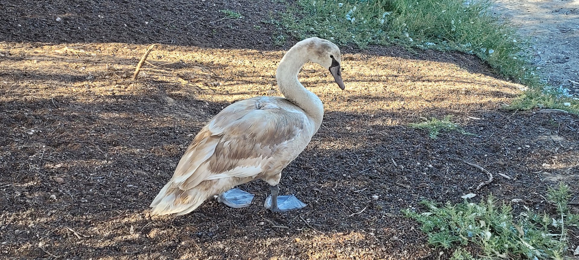 Mute Swan @ Northam - presumed young judging by its colour