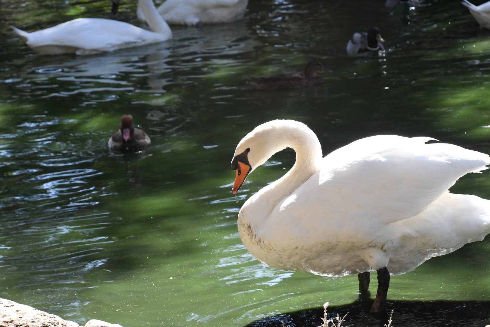 Mute Swan (on the lake with Primate Islands)
