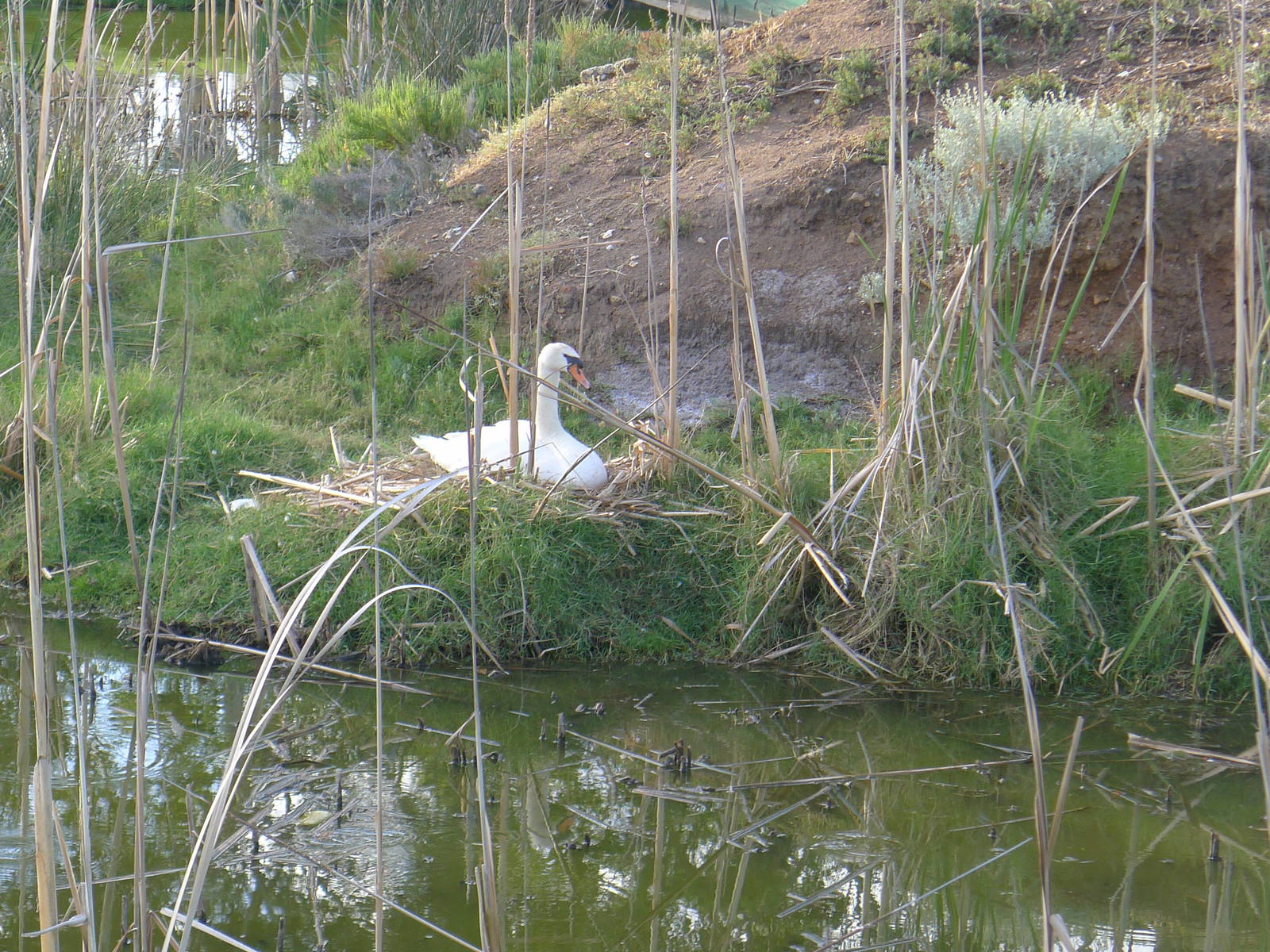 Mute Swan on the nest at Northam WA