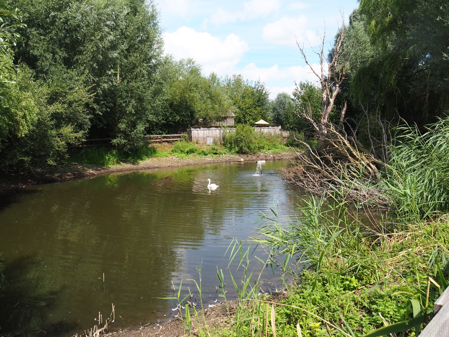 Mute swan pond