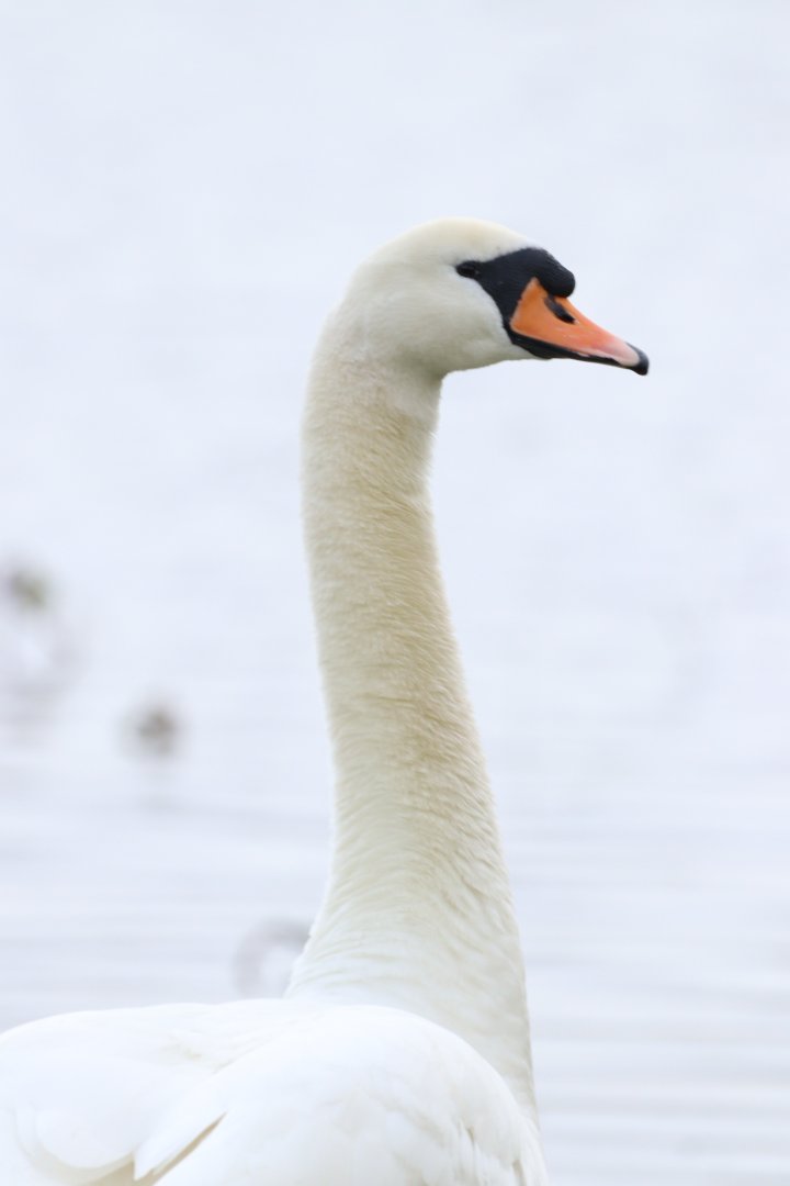 Mute Swan, portrait