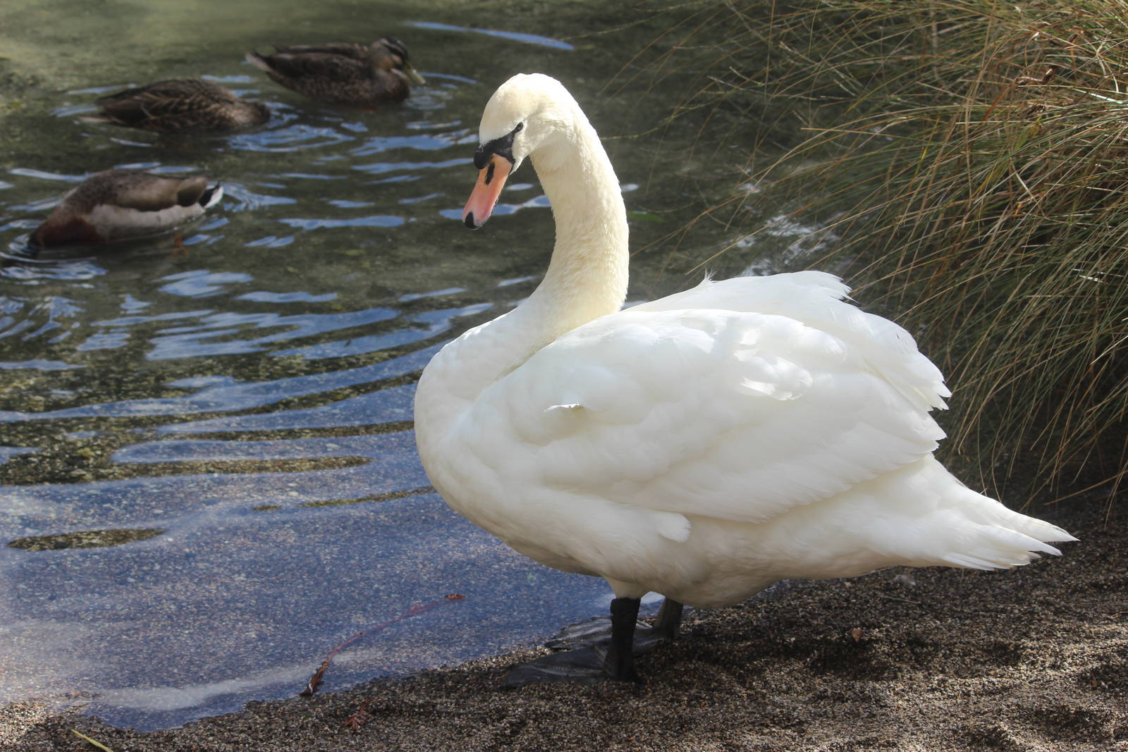 Mute Swan, Rainbow Springs