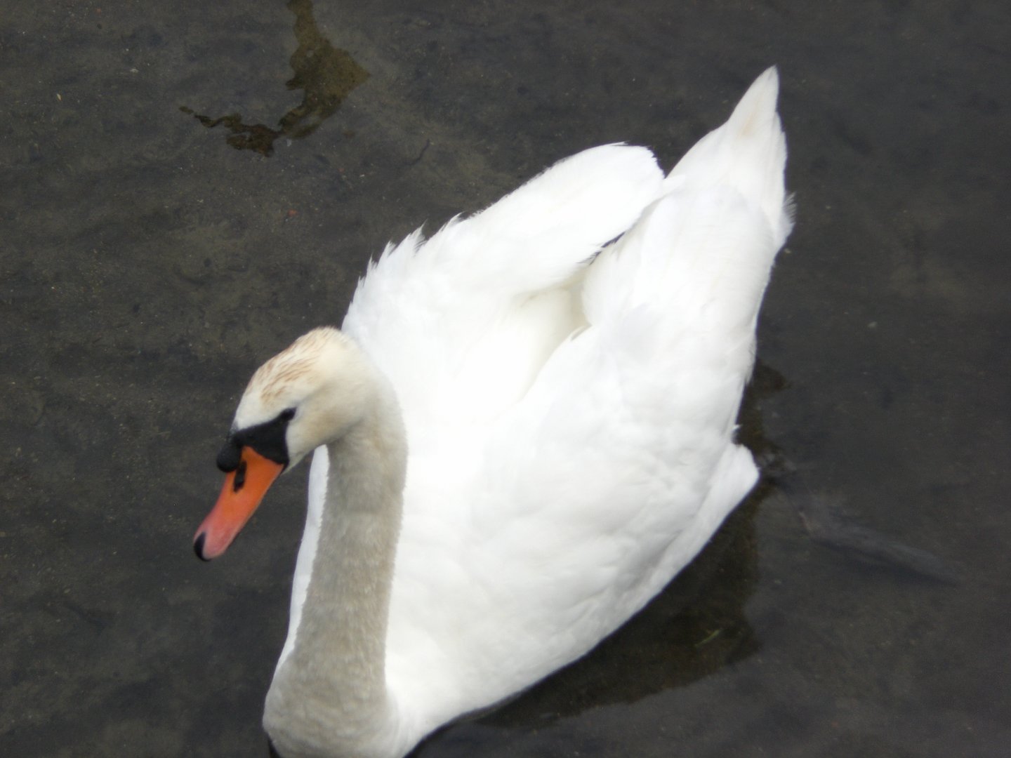 Mute Swan, Shearwater 070220