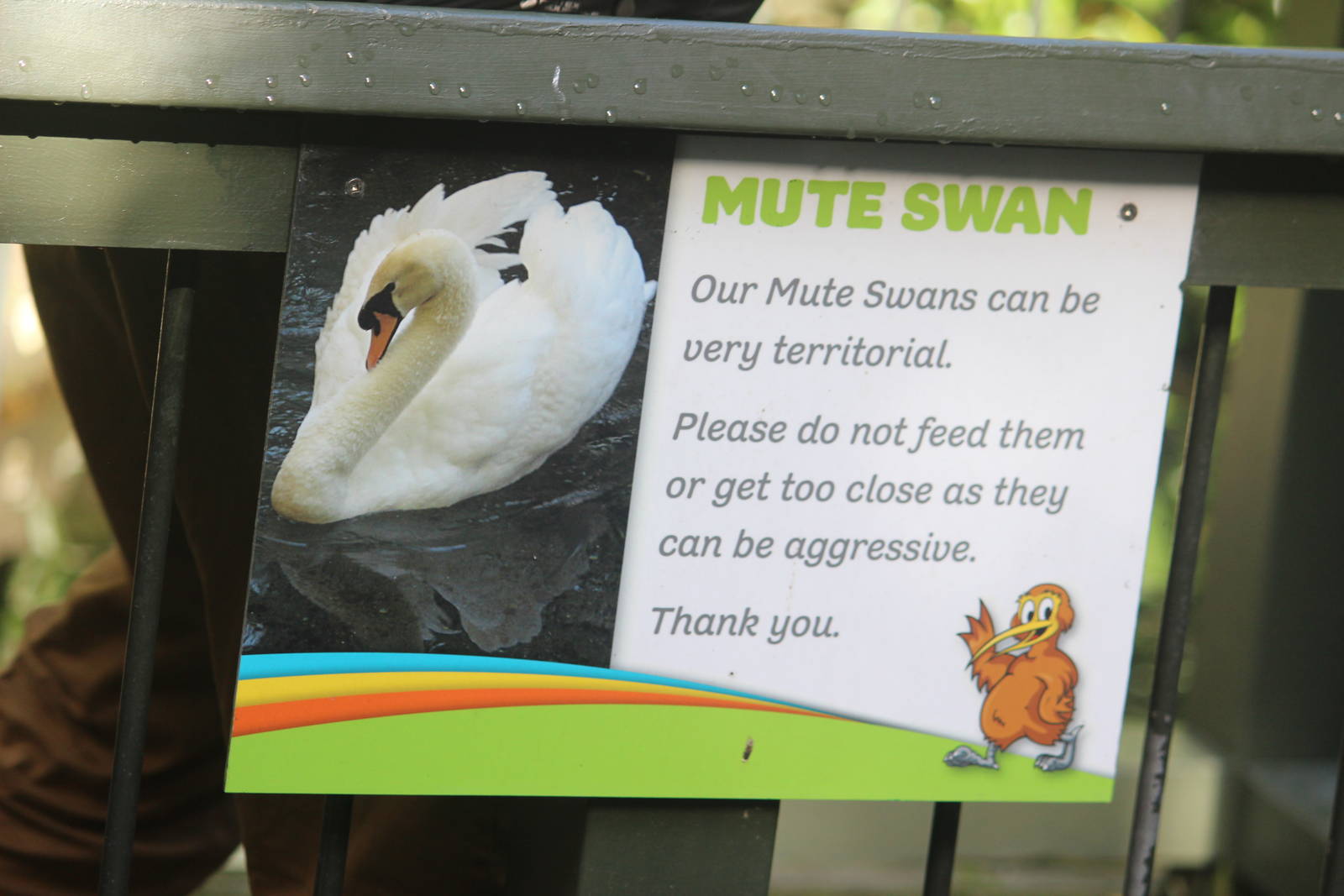 Mute Swan signwork, Rainbow Springs