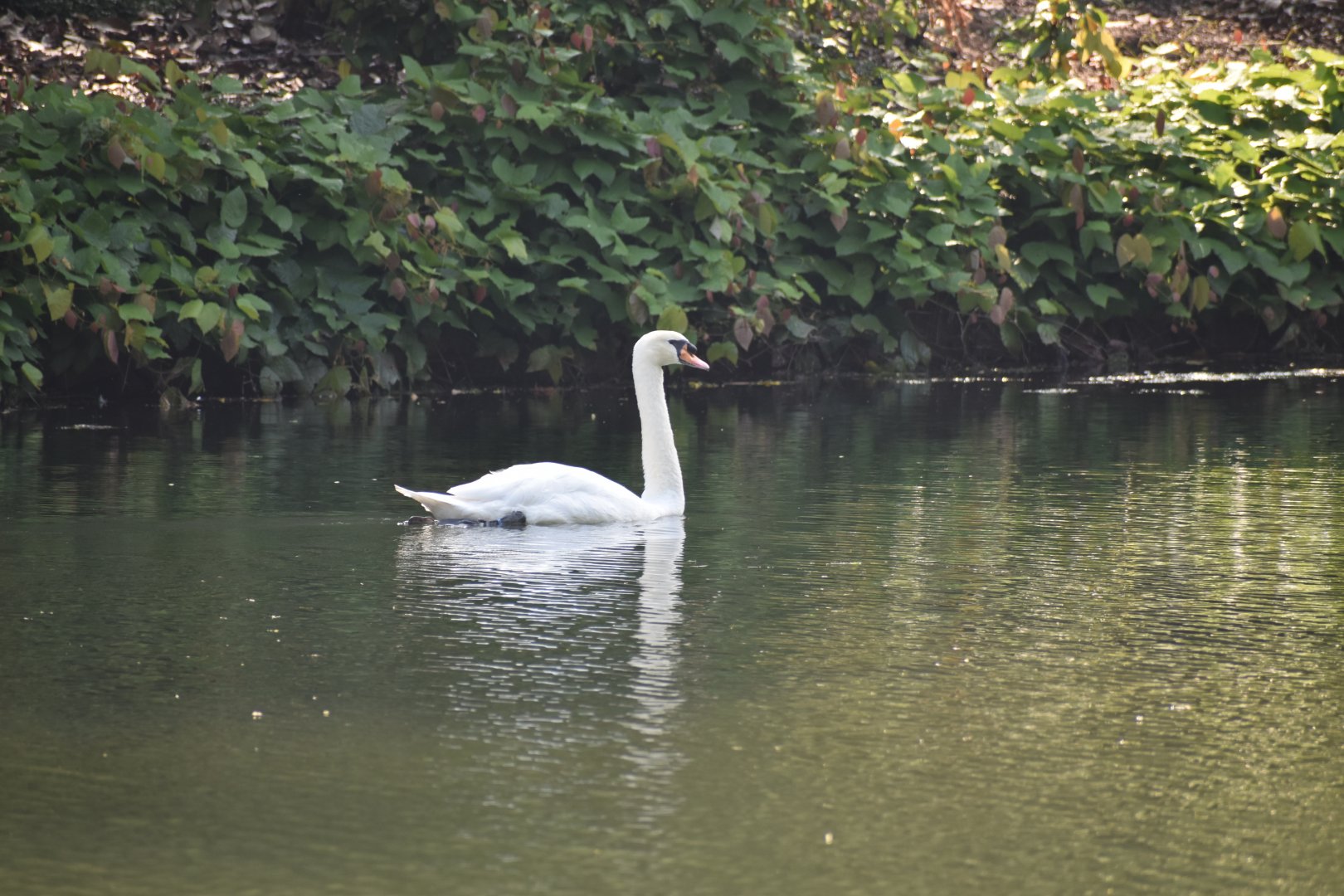 Mute Swan ~ Singapore Botanic Gardens