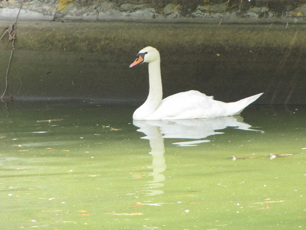 mute swan(tehran zoo)