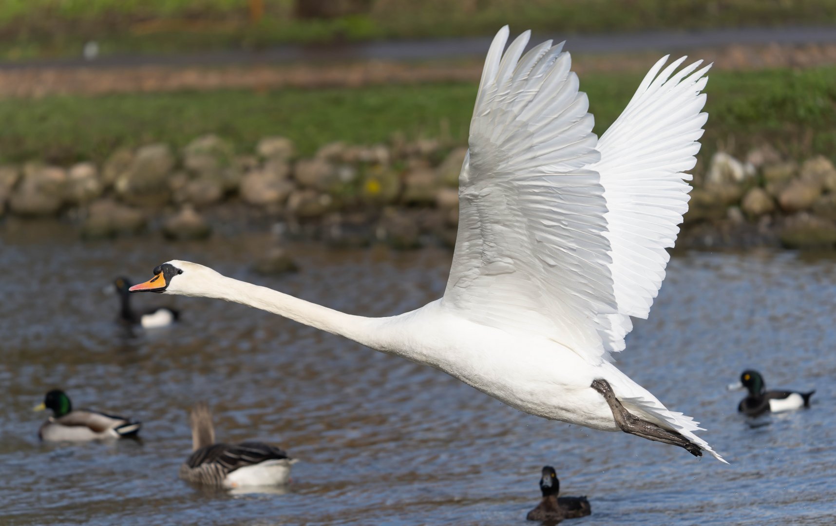 Mute swan (wild), UK