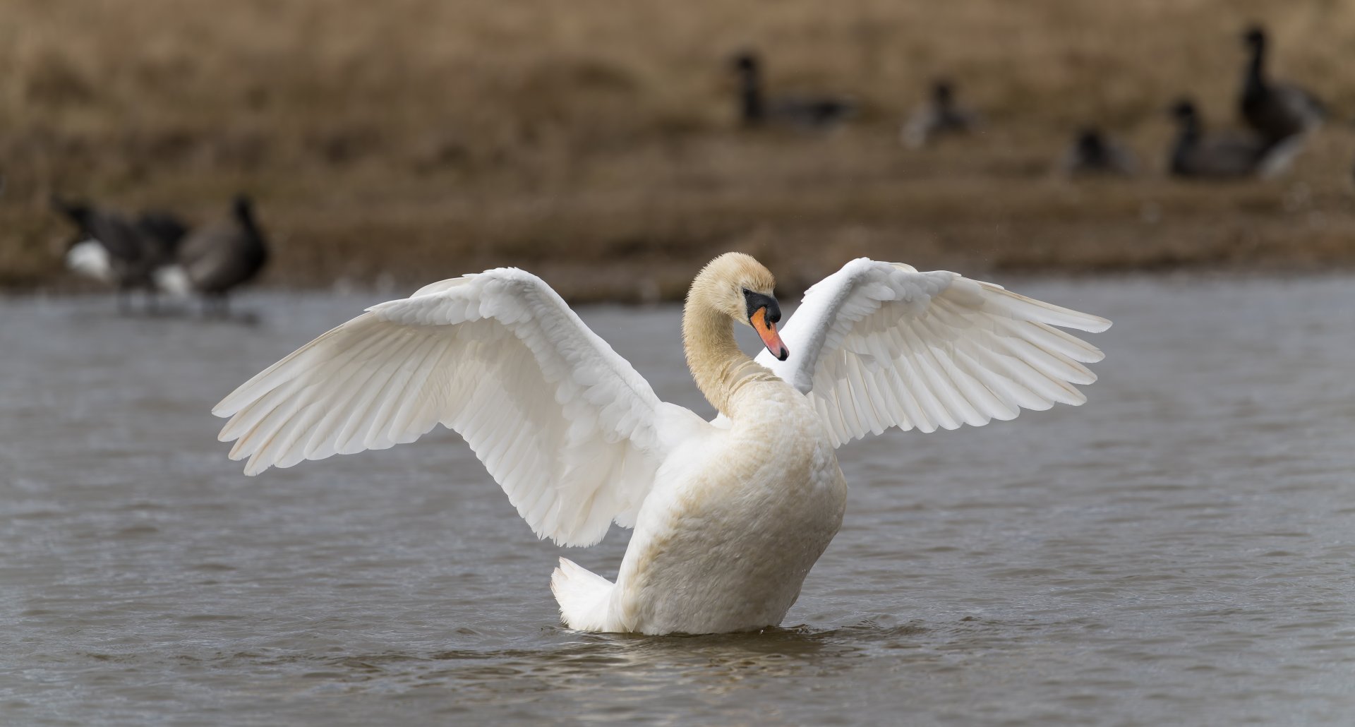 Mute Swan (Wild) UK