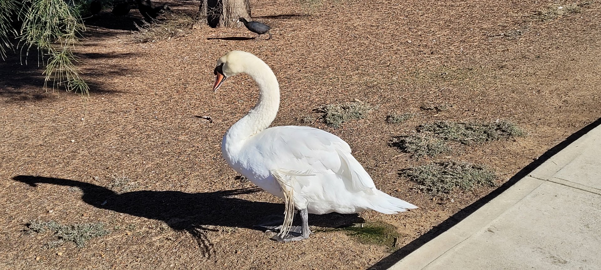 Mute Swan with Angel wing