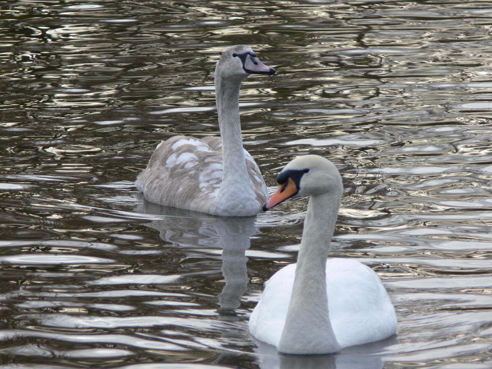 Mute Swan with Cygnet at Martin Mere WWT 08/12/12