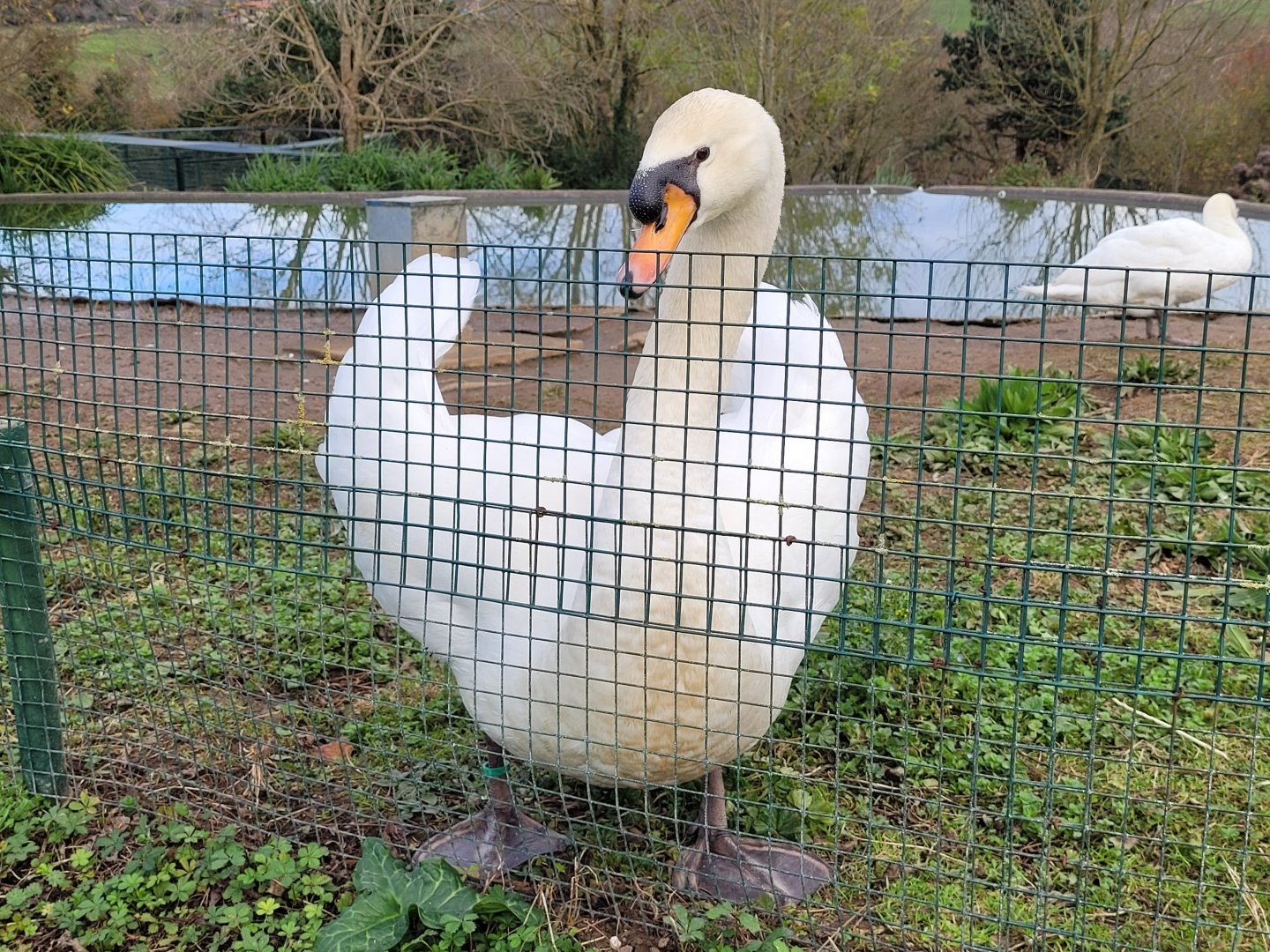 Mute swan -Zoo de Santillana del Mar (2023)