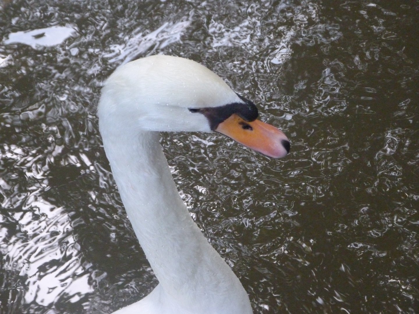 Mute swan -Zoo de Santillana del Mar (2024)