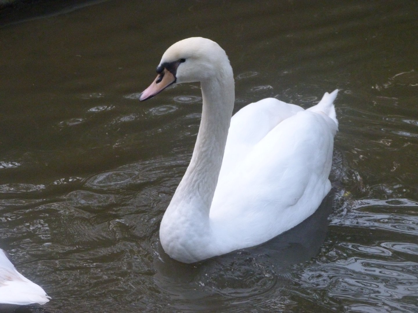 Mute swan -Zoo de Santillana del Mar (2024)