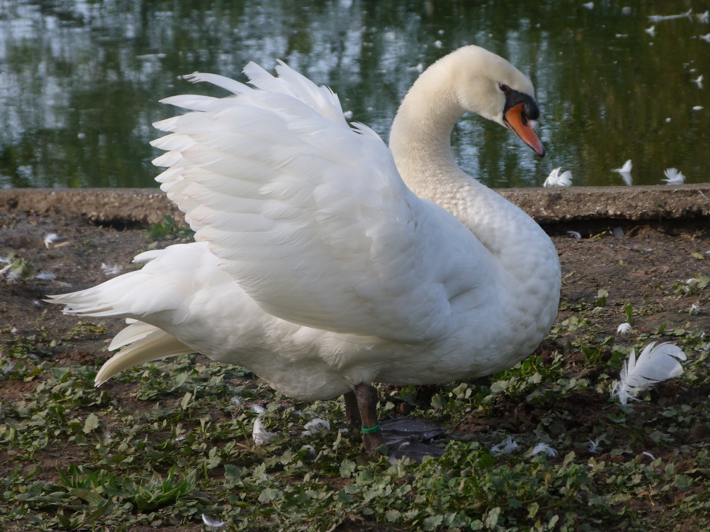 Mute swan -Zoo de Santillana del Mar (2024)